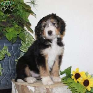 Skittles, Bernedoodle Puppy